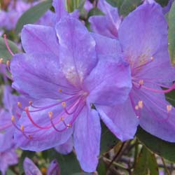 Rhododendron violet 'Augustinii'